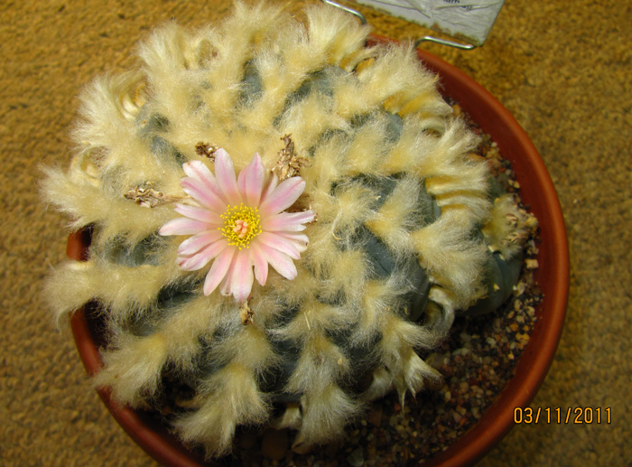 Lophophora Williamsii sp.